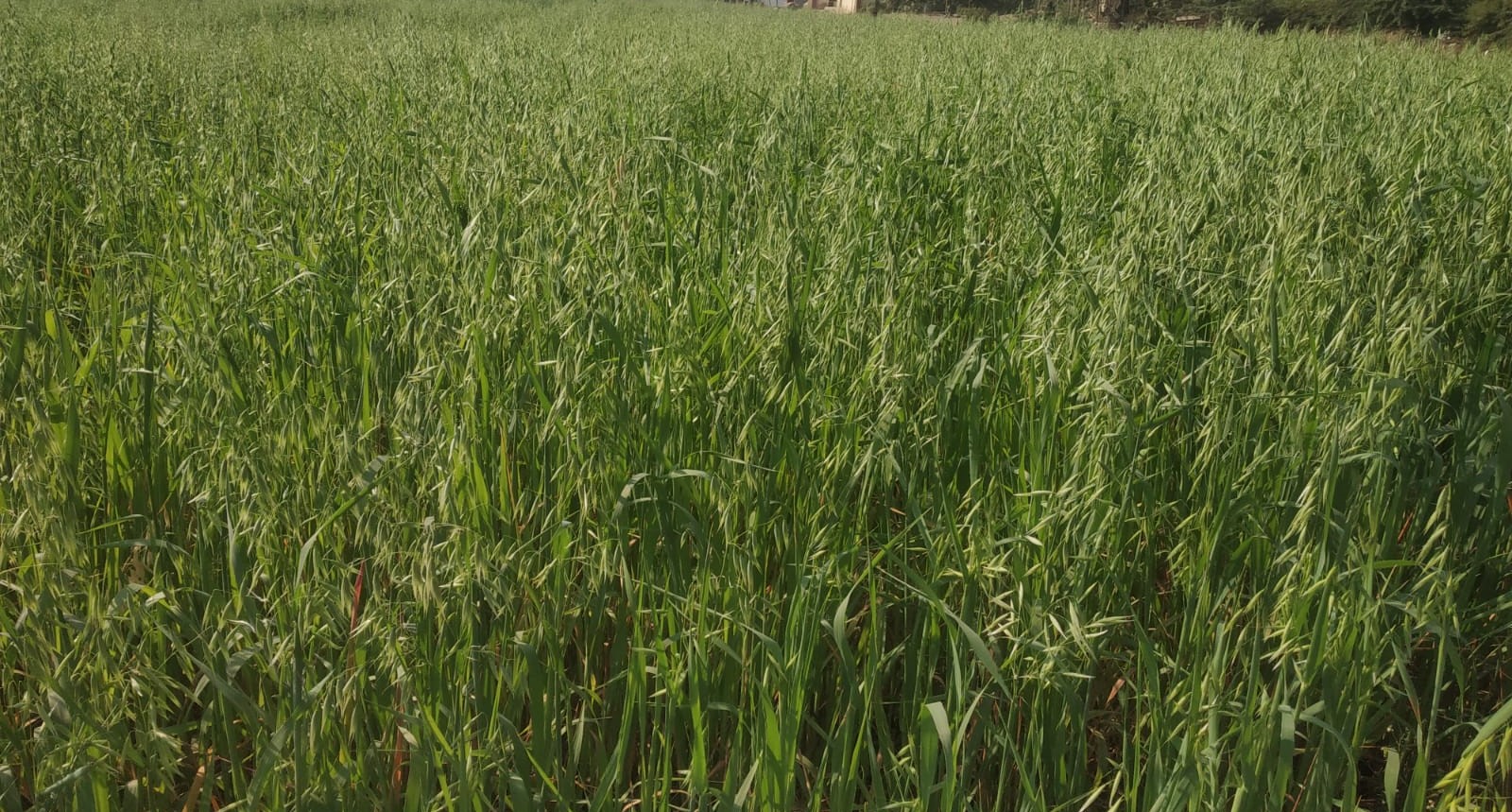 oat1
